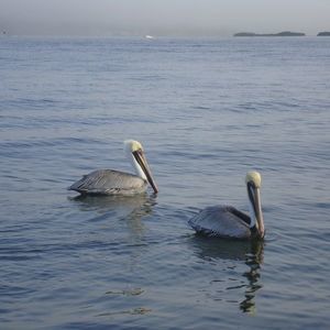 Meet your Posher, Francisco